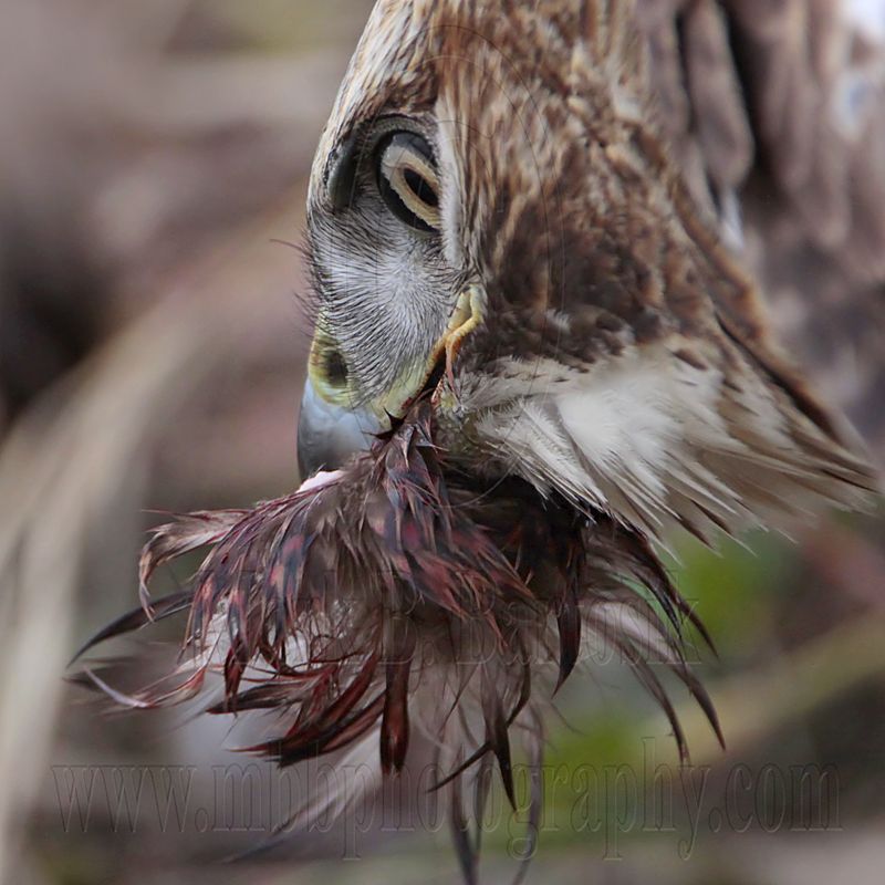 _MG_6145crop Red-tailed Hawk taking Mallard.jpg