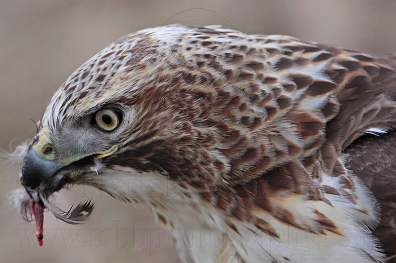 _MG_6184 Red-tailed Hawk taking Mallard.jpg