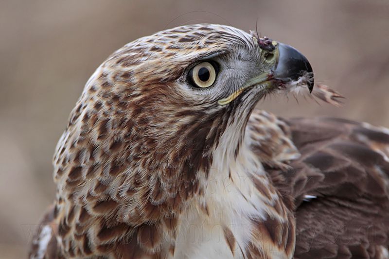 _MG_6268 Red-tailed Hawk taking Mallard.jpg