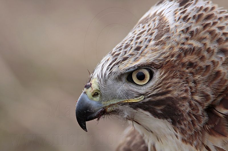 _MG_6569 Red-tailed Hawk.jpg