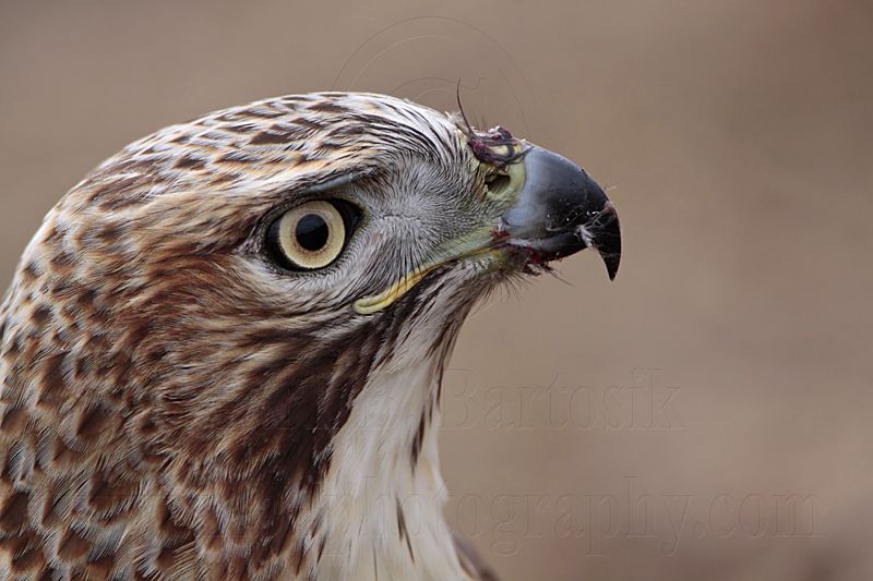 _MG_6679 Red-tailed Hawk.jpg