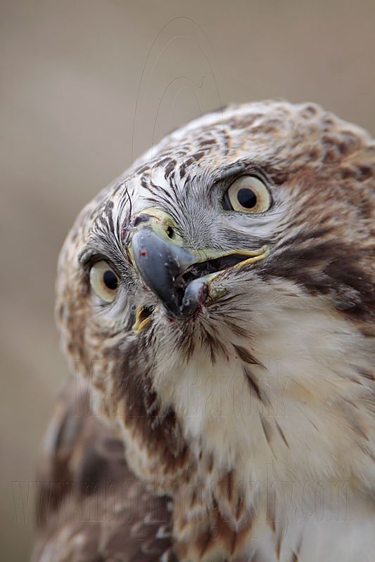 _MG_6848 Red-tailed Hawk.jpg