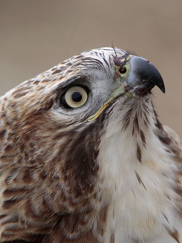 _MG_6884 Red-tailed Hawk.jpg