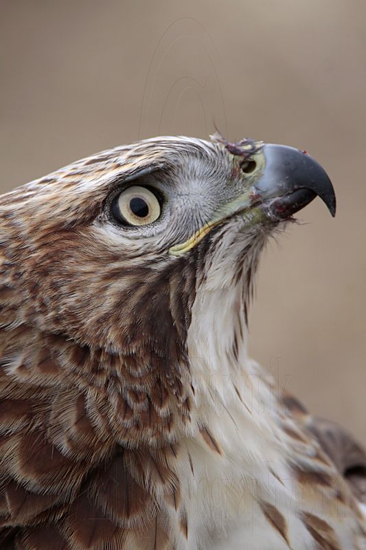 _MG_6901 Red-tailed Hawk.jpg