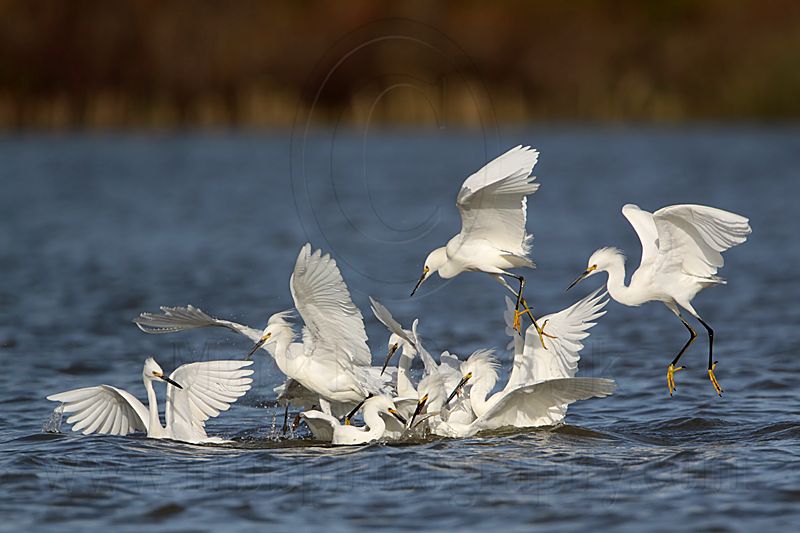 _MG_4653 Snowy Egret.jpg