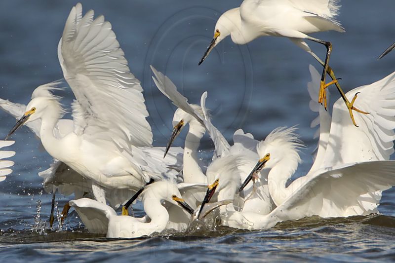 _MG_4653crop Snowy Egret.jpg
