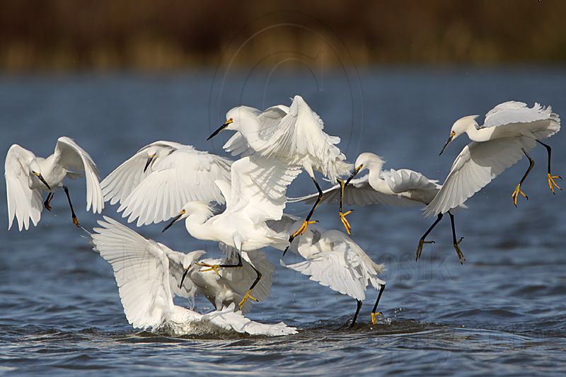 _MG_4669 Snowy Egret.jpg