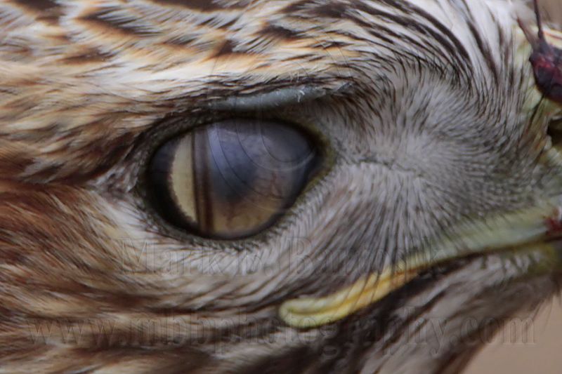 _MG_6580crop Red-tailed Hawk - nictitating membrane.jpg