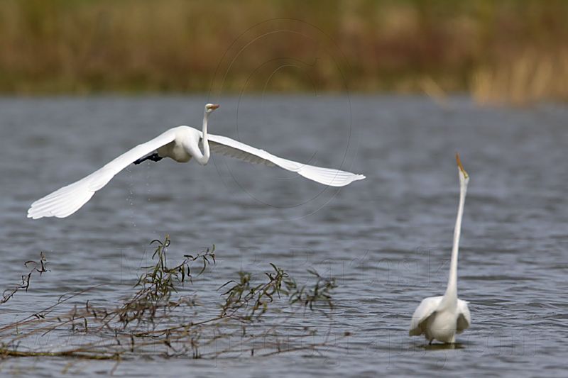 _MG_0436 Great Egret.jpg