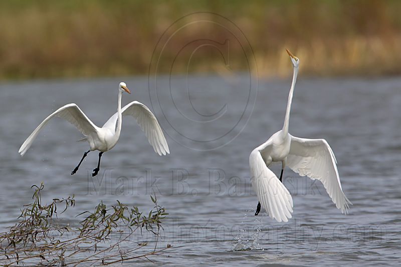 _MG_0438 Great Egret.jpg