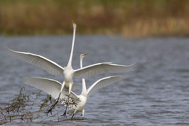 _MG_0445 Great Egret.jpg