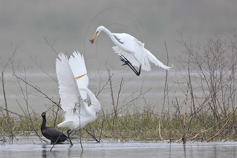 _MG_3441 Great Egret.jpg