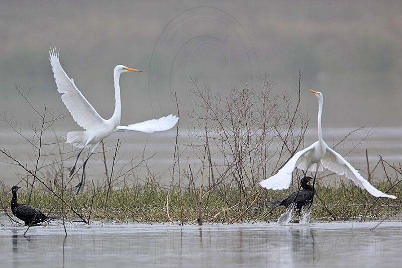 _MG_3448 Great Egret.jpg