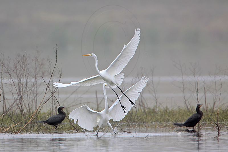 _MG_3453 Great Egret.jpg