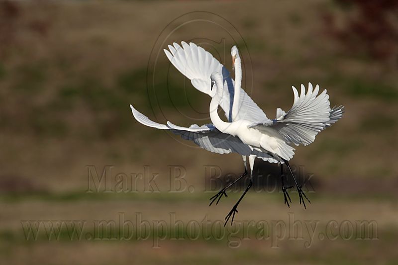 _MG_6140 Great Egret.jpg