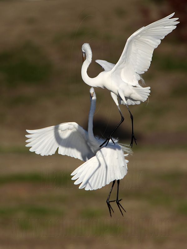 _MG_6141 Great Egret.jpg
