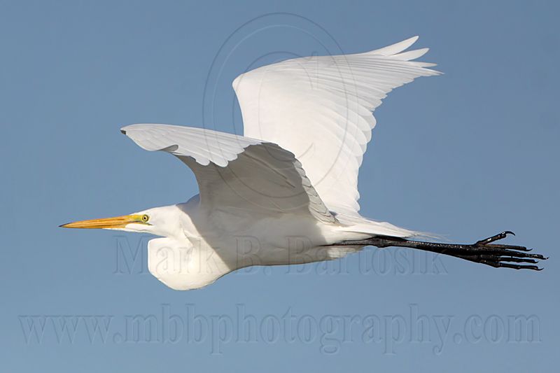 _MG_2310 Great Egret.jpg