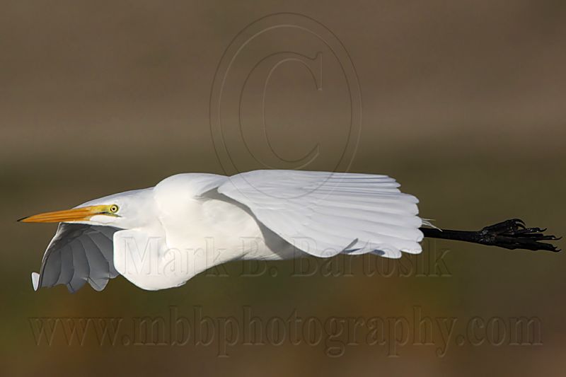 _MG_2994 Great Egret.jpg