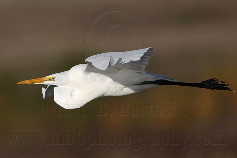 _MG_2996 Great Egret.jpg