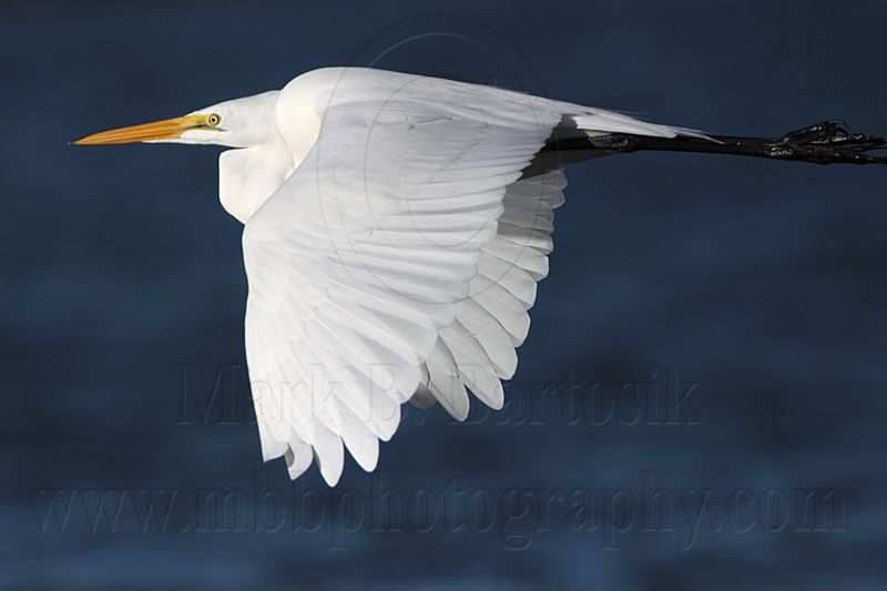 _MG_3003 Great Egret.jpg