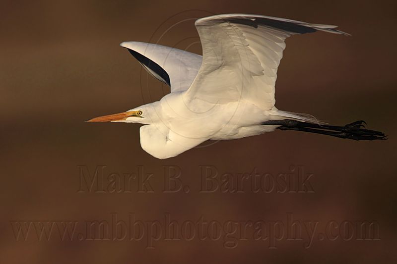 _MG_3611 Great Egret.jpg