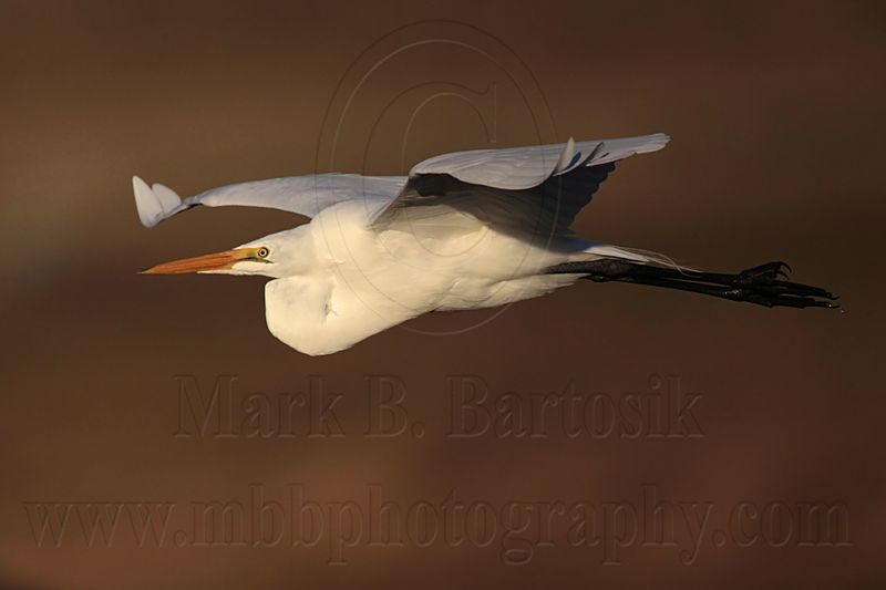 _MG_3612 Great Egret.jpg