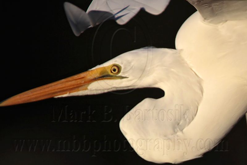 _MG_3628 Great Egret.jpg