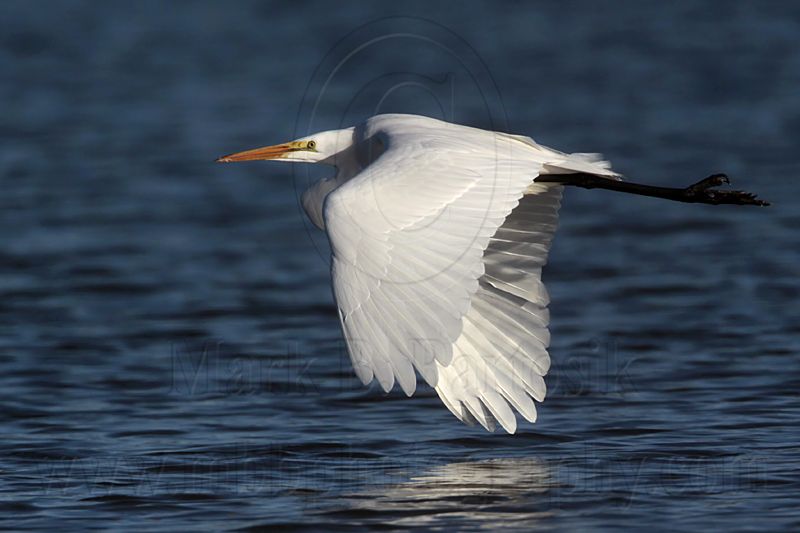 _MG_5582 Great Egret.jpg