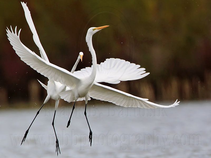 _MG_4270 Great Egret.jpg