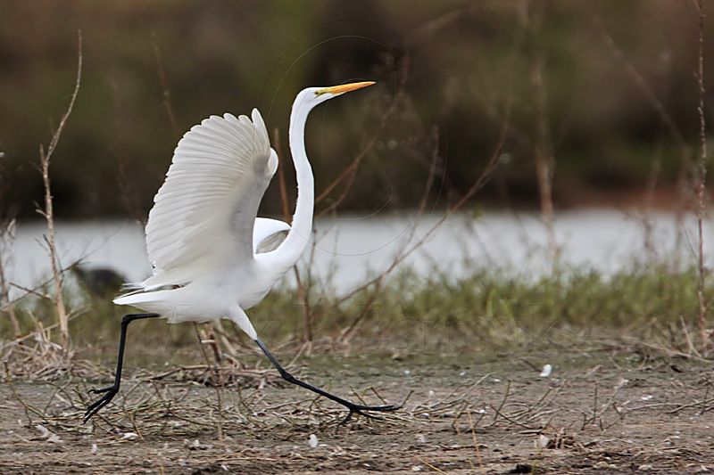 _MG_5911 Great Egret.jpg