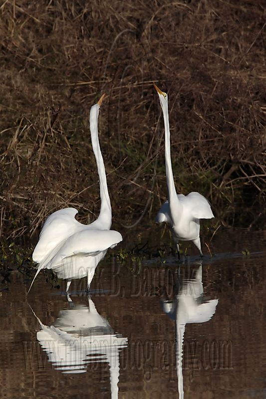 _MG_2929 Great Egret.jpg