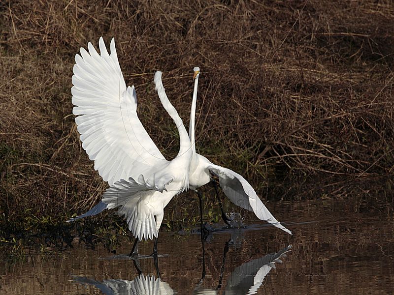 _MG_2931 Great Egret.jpg