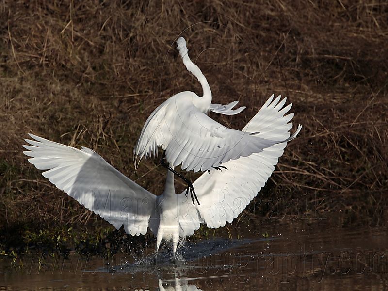 _MG_2933 Great Egret.jpg