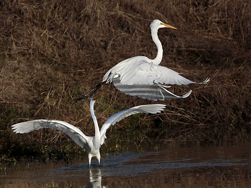 _MG_2935 Great Egret.jpg