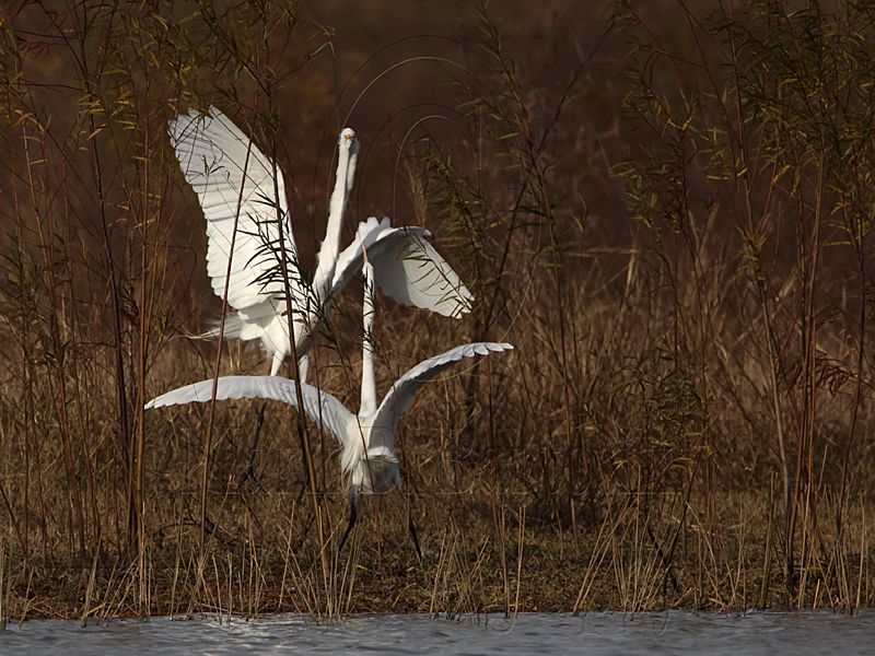 _MG_7076 Great Egret.jpg