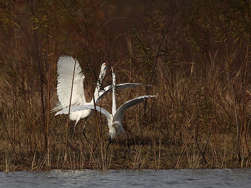 _MG_7077 Great Egret.jpg