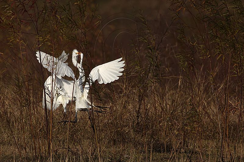 _MG_7080 Great Egret.jpg