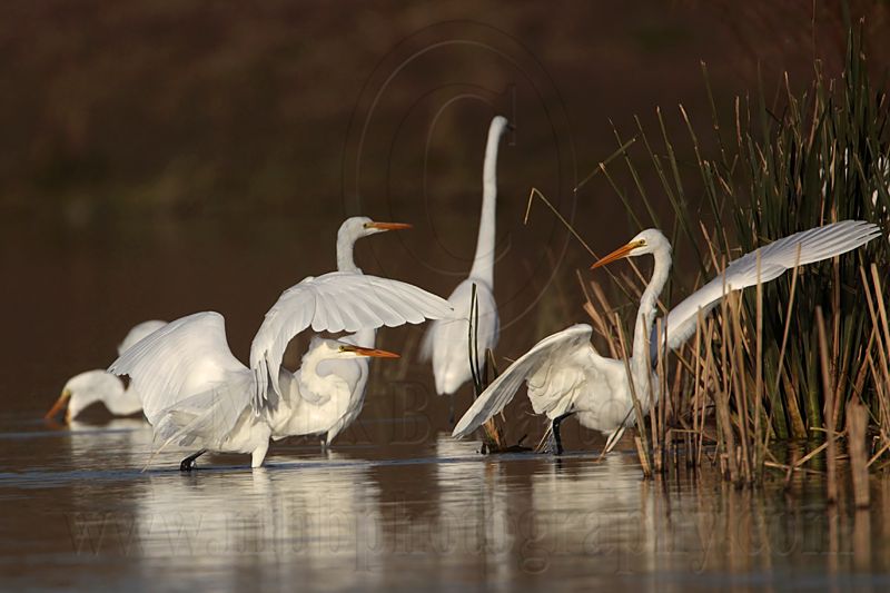 _MG_9012 Great Egret.jpg