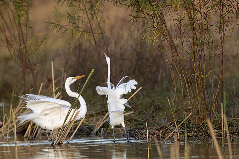 _MG_9558 Great Egret.jpg