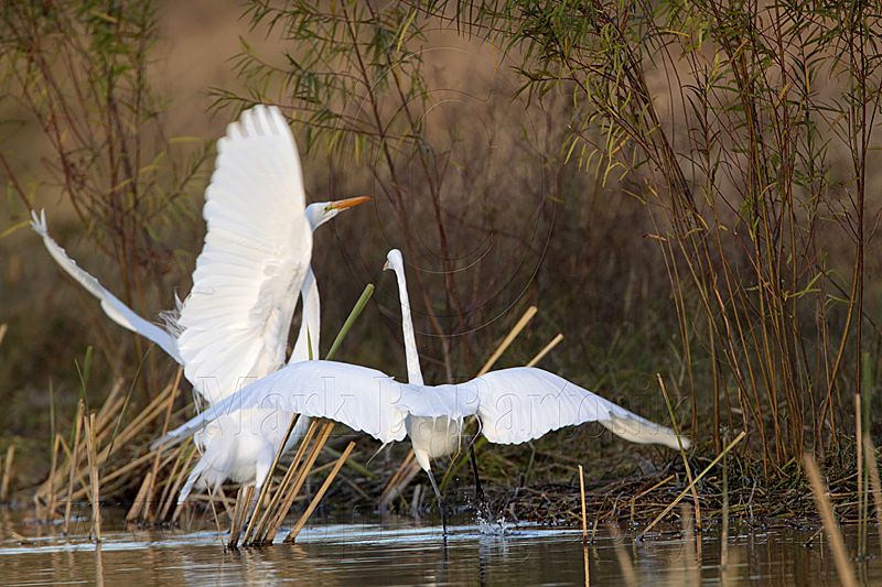 _MG_9559 Great Egret.jpg