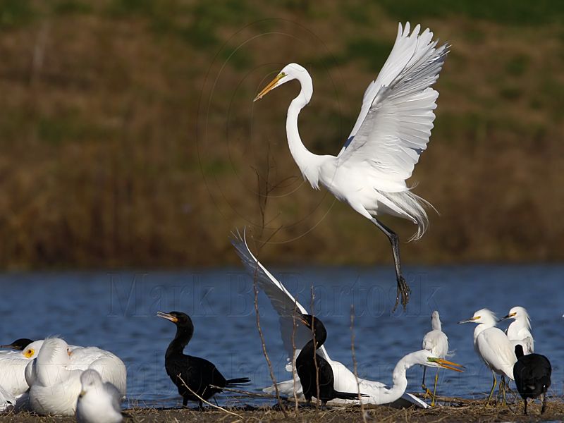 _MG_5476 Great Egret.jpg