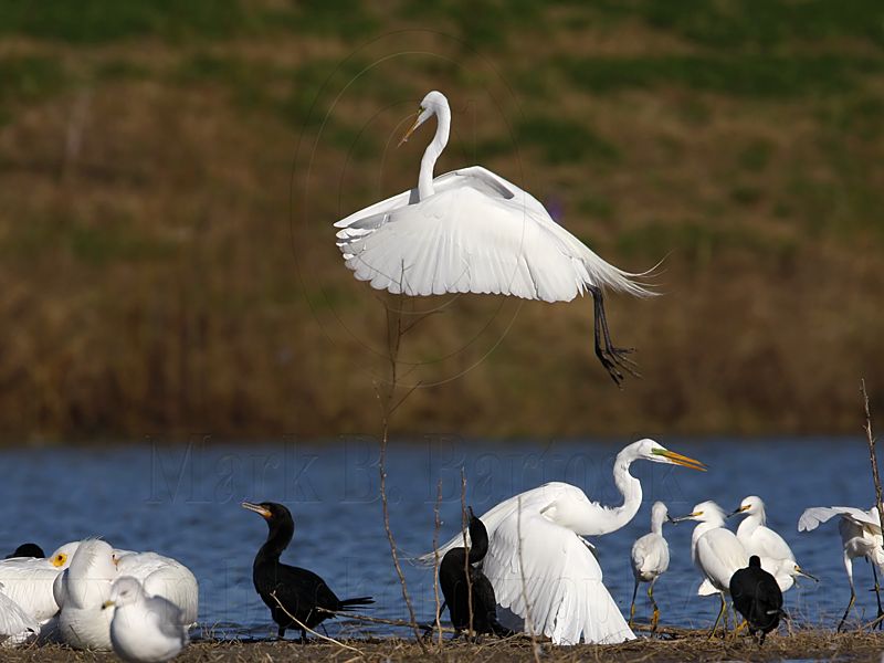 _MG_5477 Great Egret.jpg