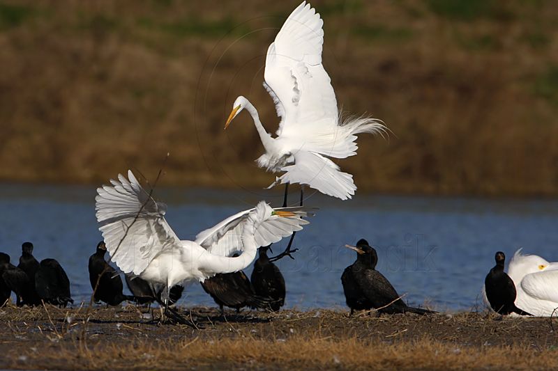_MG_5691 Great Egret.jpg