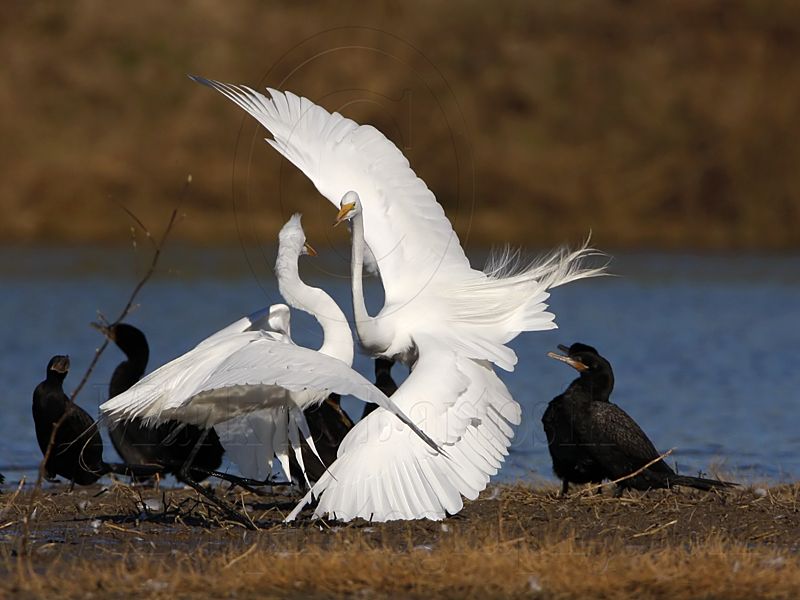 _MG_5692 Great Egret.jpg