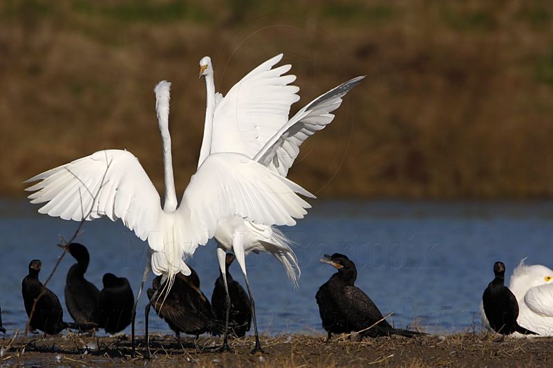 _MG_5694 Great Egret.jpg
