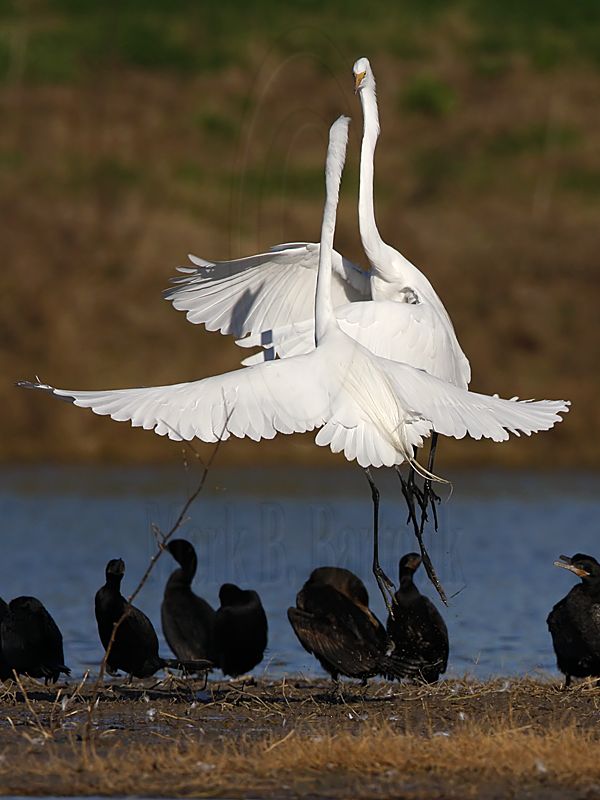 _MG_5695 Great Egret.jpg