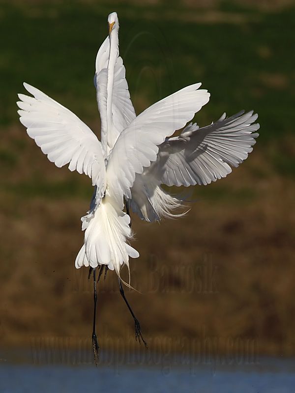 _MG_5696 Great Egret.jpg