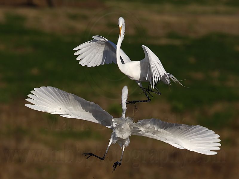 _MG_5697 Great Egret.jpg