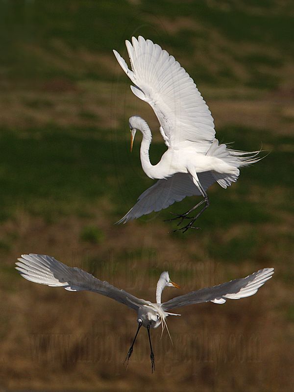 _MG_5698 Great Egret.jpg