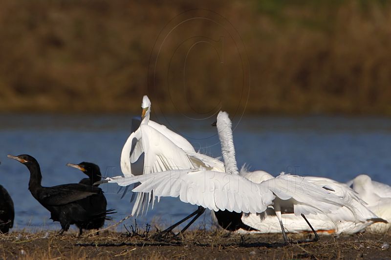 _MG_5702 Great Egret.jpg